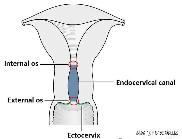 子宫侧面解剖（女性生殖解剖子宫部分）(5)