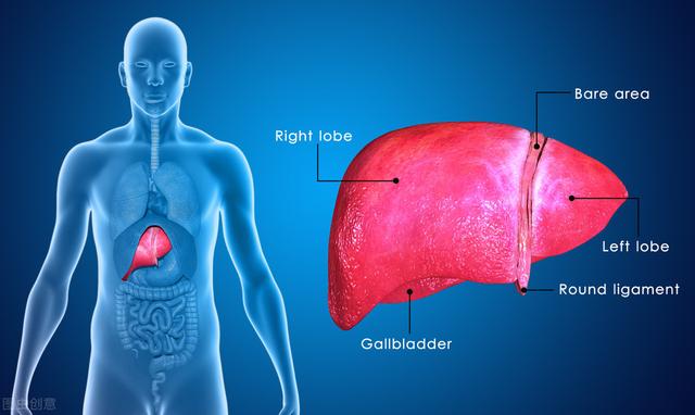 肝硬化患者如何确保肝脏不再病变（肝脏是哑巴）(1)