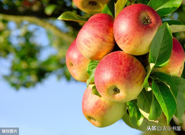 红富士苹果的高产管理技术（优质红富士苹果栽植当年管理技术）(6)