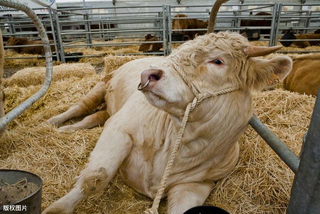 改良肉牛养殖方法有哪些（掌握科学的肉牛养殖技巧）(3)