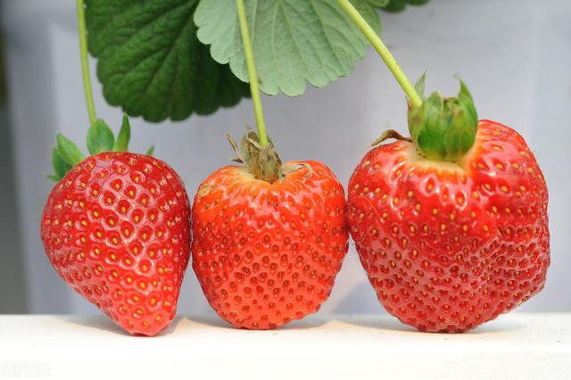 草莓能升高血糖吗（冬季水果之王-草莓）