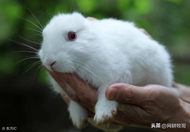 兔业养殖如何预防兔子生病（兔病界的第一杀手要小心）(2)