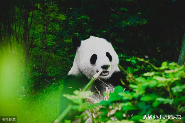 世界国宝为什么是熊猫（世界上动物千千万）(3)