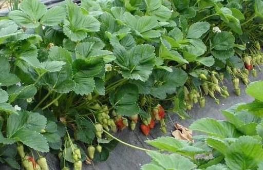 各种草莓的栽培技术（史上最全面的草莓栽培技术）(13)