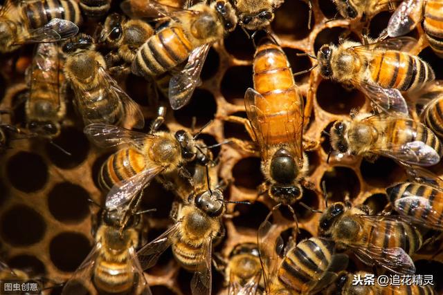 蜜蜂该怎么被驯服蜜蜂又该吃什么（顺从蜜蜂的习性）(3)