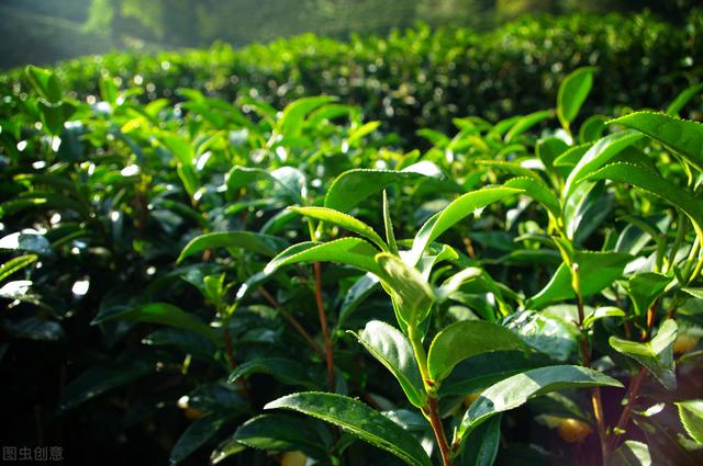 芽头特别大白茶树品种（茶树品种黄棪福建水仙）(3)