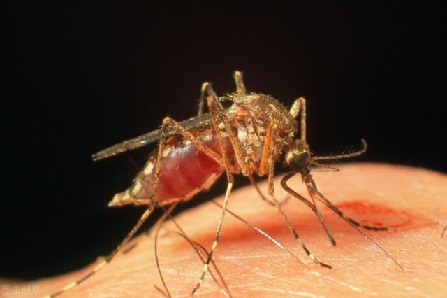 蚊子多次繁殖（蚊子如何在短暂的一生中）(2)