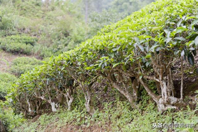 茶树的种类大全（茶树的演变和种类你知道多少呢）(3)