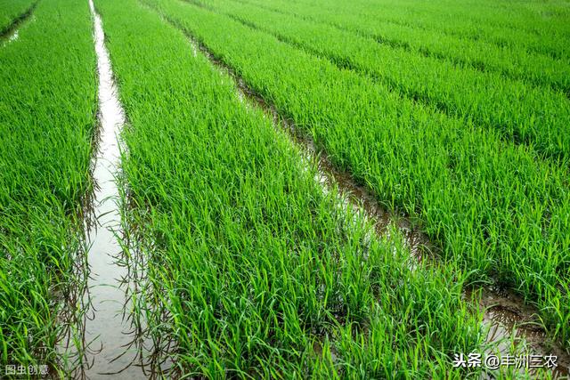直播粳稻种植技术（单季粳籼稻稀少平栽培法）(3)