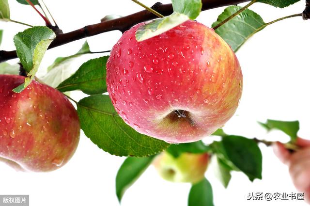 红富士苹果的高产管理技术（优质红富士苹果栽植当年管理技术）(7)