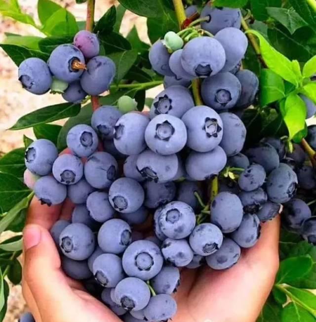 阳台栽种蓝莓（蓝莓太贵啦自身阳台种）(6)
