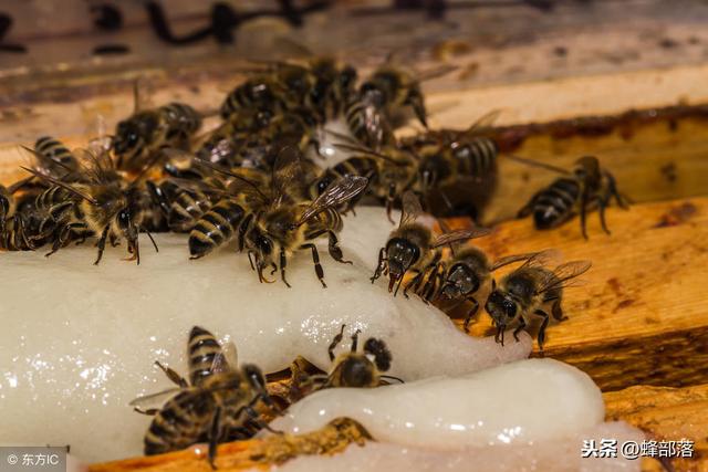 蜜蜂度夏缺蜜可以喂白糖水吗（缺蜜期喂养蜜蜂）(1)
