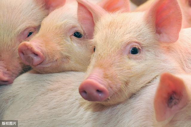猪场必须遵守的猪病防治十个原则（猪场猪病治疗的绝招）(2)