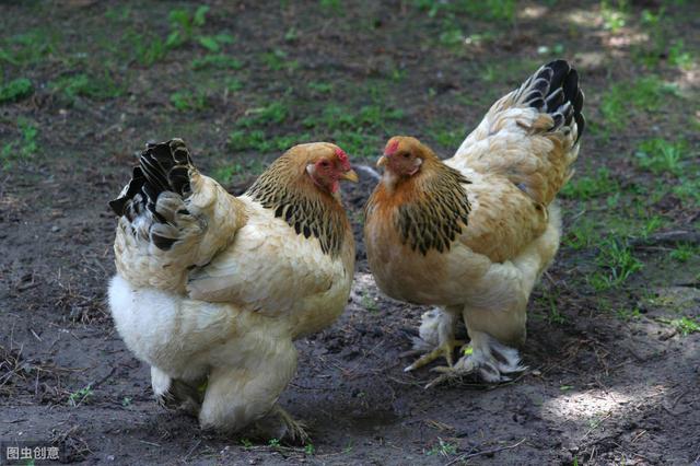 什么养鸡最便宜又好养（养鸡哪个品种好养）(2)