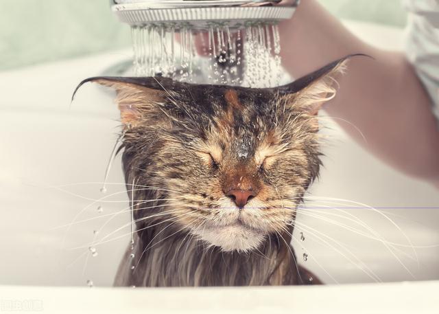 给猫咪洗澡的注意事项（如何让猫咪乖乖）