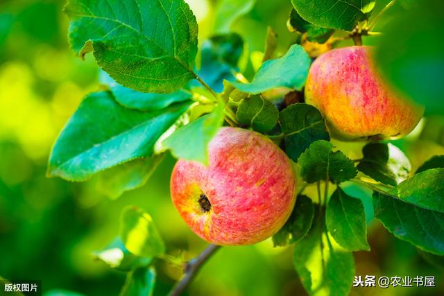 红富士苹果的高产管理技术（优质红富士苹果栽植当年管理技术）(8)