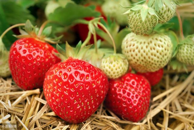各种草莓的栽培技术（史上最全面的草莓栽培技术）(10)