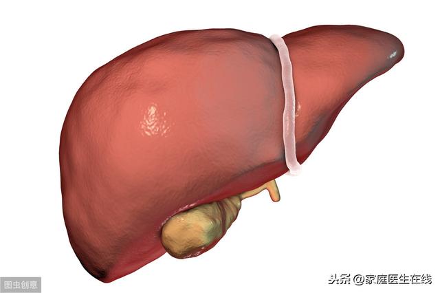 肝脏的三大作用是什么（肝脏有多重要这4个功能）(2)