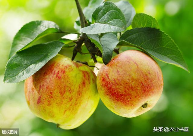 红富士苹果的高产管理技术（优质红富士苹果栽植当年管理技术）(3)