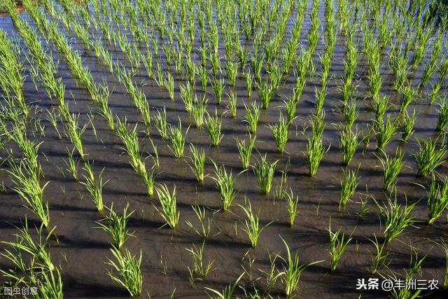 直播粳稻种植技术（单季粳籼稻稀少平栽培法）(6)