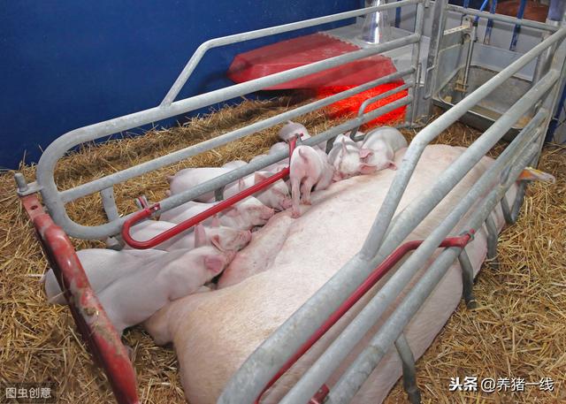 后期后备母猪需要打几种疫苗（后备母猪详细免疫程序）(2)
