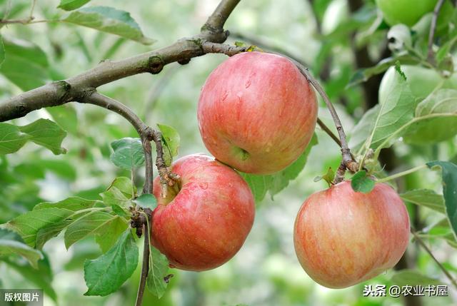 红富士苹果的高产管理技术（优质红富士苹果栽植当年管理技术）(4)