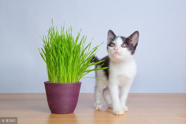 猫草对猫咪身体有什么好（猫草在猫咪生活饮食中起一个什么作用）(3)