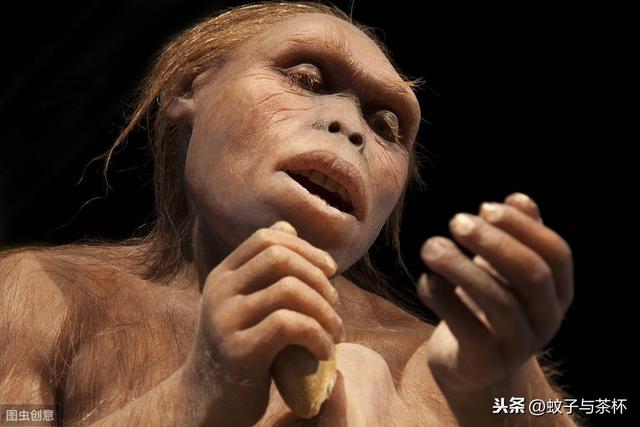 人类和大猩猩的差别有多少（尴尬相比猩猩800万年前）(2)