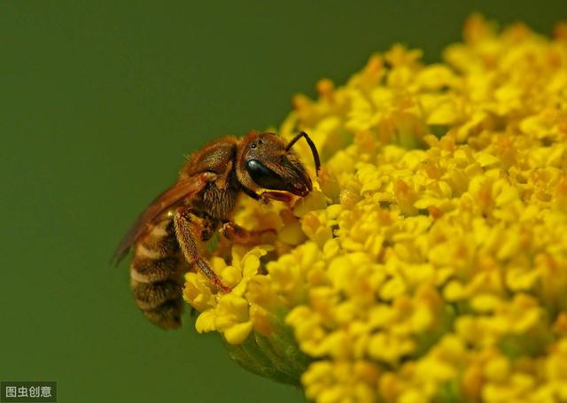 古代的人松花粉是怎么破壁的（为何古代皇家和美女都钟爱蜂花粉）(2)