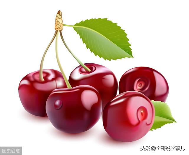 大樱桃的营养价值功效与作用（大樱桃需要的营养元素及作用）(2)