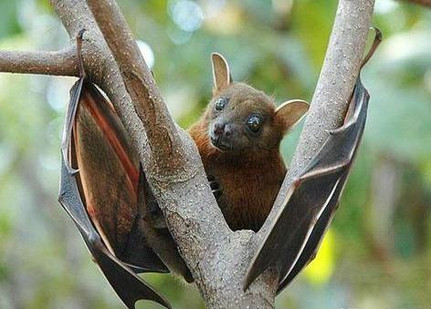 世界上最大的蝙蝠有多长（世界上最大的蝙蝠）(2)