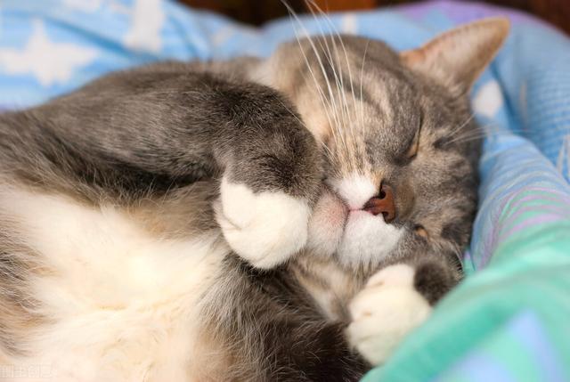 为什么猫咪会在睡觉的时候颤抖（令主人感到好奇）(4)
