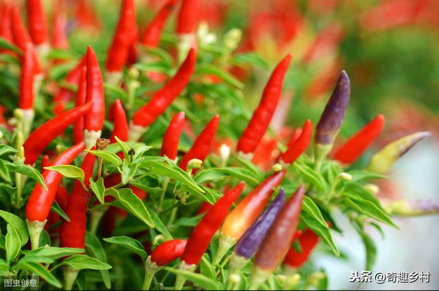 辣椒什么时间种植最好 露天辣椒一般什么时间种(3)