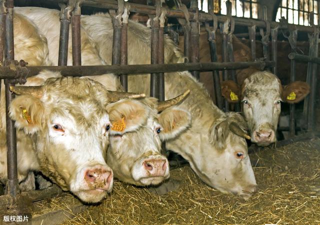 改良肉牛养殖方法有哪些（掌握科学的肉牛养殖技巧）(6)