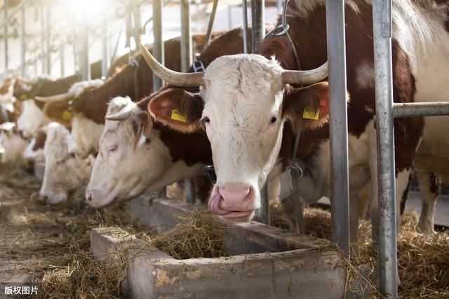 改良肉牛养殖方法有哪些（掌握科学的肉牛养殖技巧）(1)
