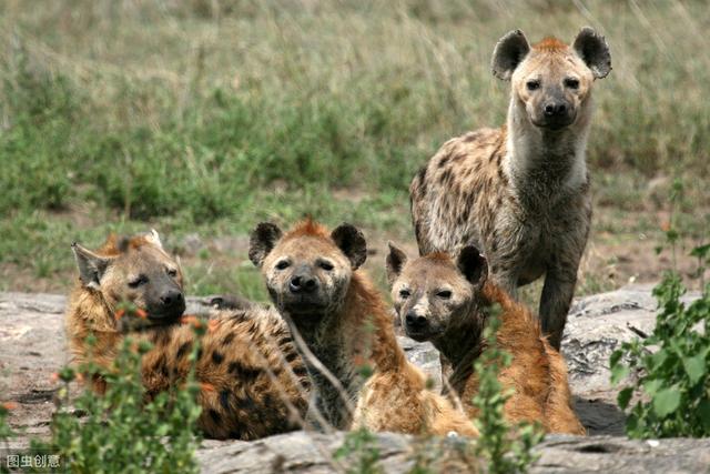 斑鬣狗进化过程（草原上的二当家）(4)