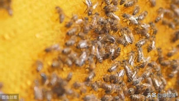 养蜂人工分蜂方法（如何进行人工分蜂）(3)