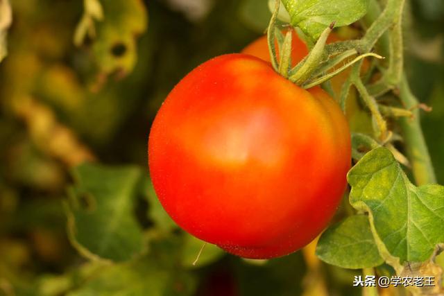 番茄侧枝种植和种子种植哪个好（怎样把番茄种好）(1)