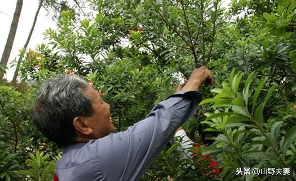 杨梅树修剪的正确方法与时间 杨梅树种植经验和技术指导