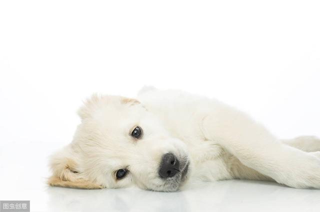 狗狗感冒了的症状是什么样的（狗狗有这几个症状）(6)