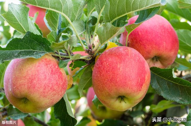 红富士苹果的高产管理技术（优质红富士苹果栽植当年管理技术）(1)