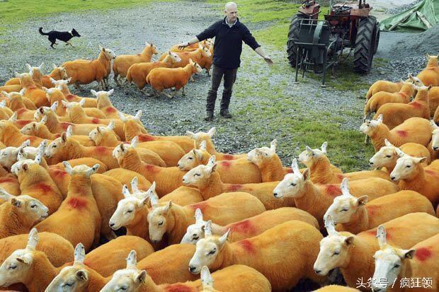 美羊羊武器分析 喷成橙色的羊羊要被玩坏了