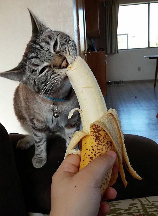 猫咪能自食其力吗（猫咪吃香蕉还是挺有范的）(1)
