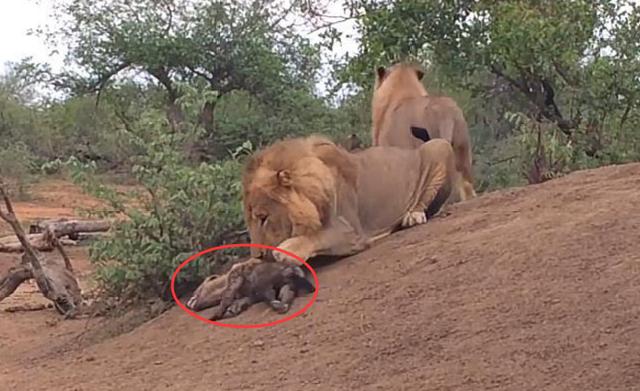 四只小狮子遇到鬣狗（小鬣狗独自留在洞中）(4)