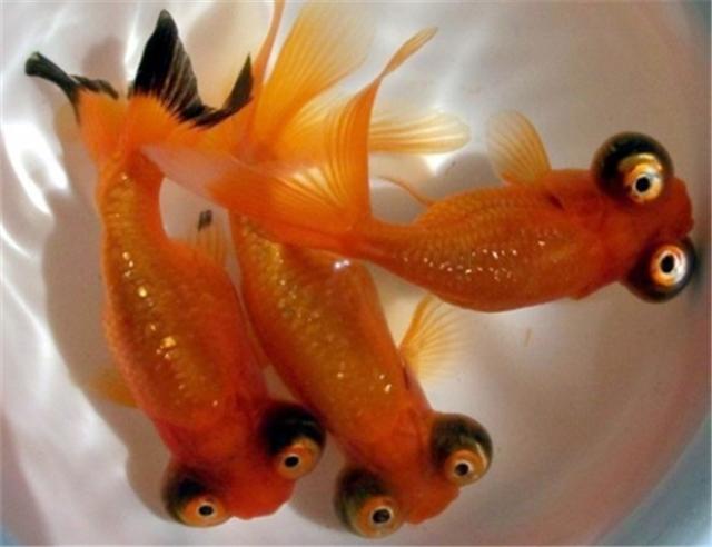 什么品种金鱼可以深水养（饲养难度很高的金鱼品种）(6)