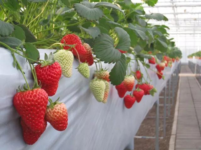 草莓品种那么多怎么选择（草莓不知道选什么品种）(3)