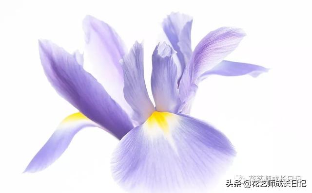 14种香水花（鸢尾花法国的国花）(4)
