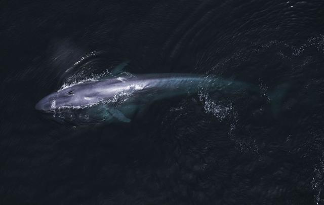濒危物种鲸（物种百科蓝鲸）(6)