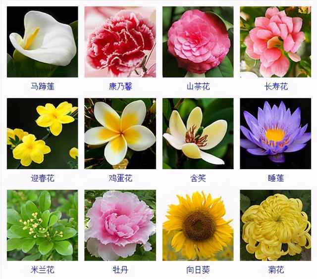 常见的观叶花卉有哪些（432种花卉品种图鉴）