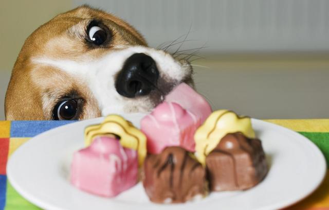 狗狗不能吃哪种食物（狗狗不能吃的几种食物）(2)